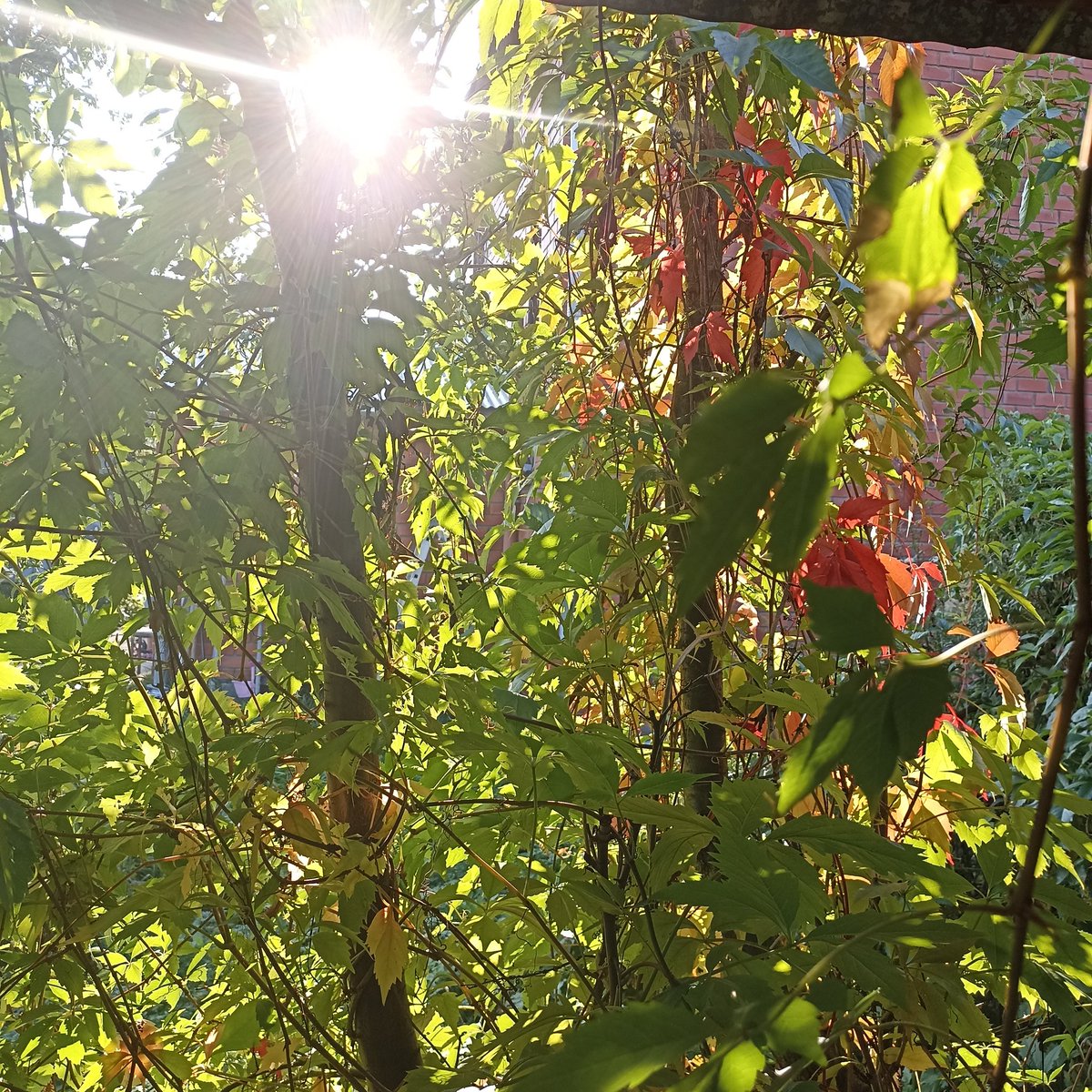 О мои золотые дни, когда ничего ещё не в золоте, но всё готовится к тому.