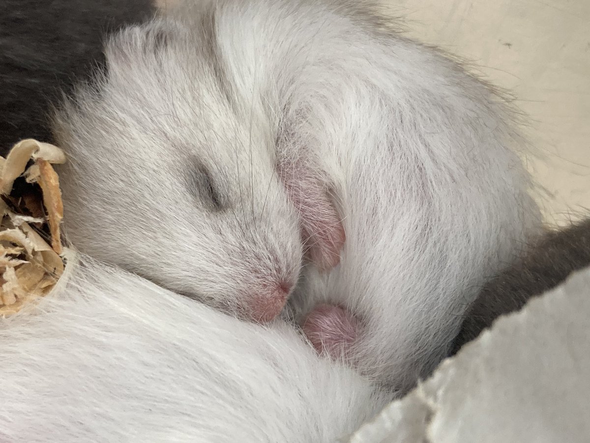 mopland46494's tweet photo. 気持ちよさそうに寝るハムスター🐹 https://t.co/SLu1aUpf29