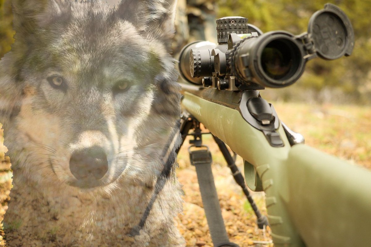 Der Kanton Graubünden hat vor wenigen Tagen die Zustimmung des Bundesamtes für Umwelt (BAFU) zur Bestandsregulierung des Vorab-Wolfsrudels in der Surselva erhalten.
buff.ly/3EyXhXV
