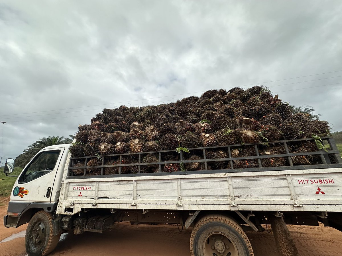 TU_ZECURA's tweet photo. Now we at PALMCI, a palm oil producer. This is the raw material for the palm oil, soap, etc. In a couple of minutes, we are going to look deeper in the production process! https://t.co/EEGmZlof4L