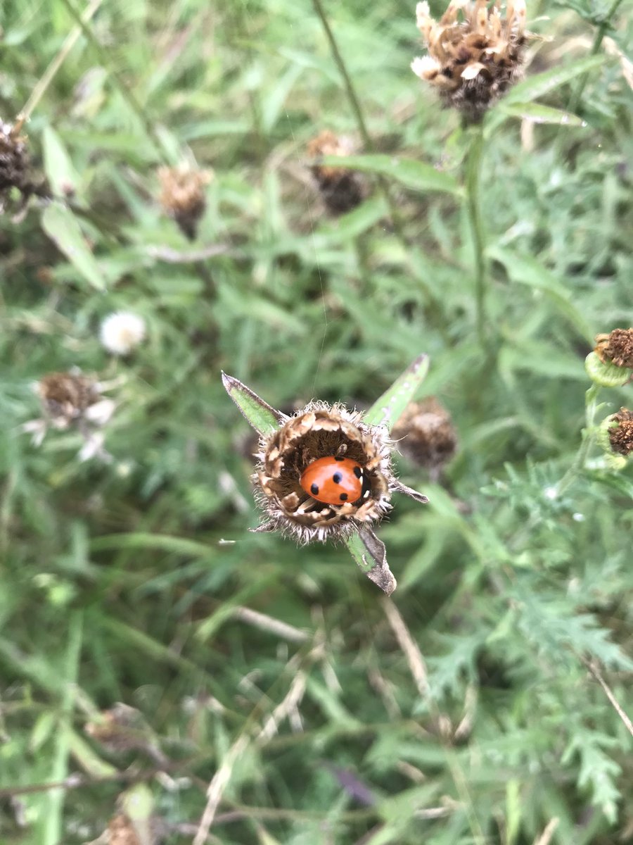 Ladybird resting in empty Common Knapweed seed head.