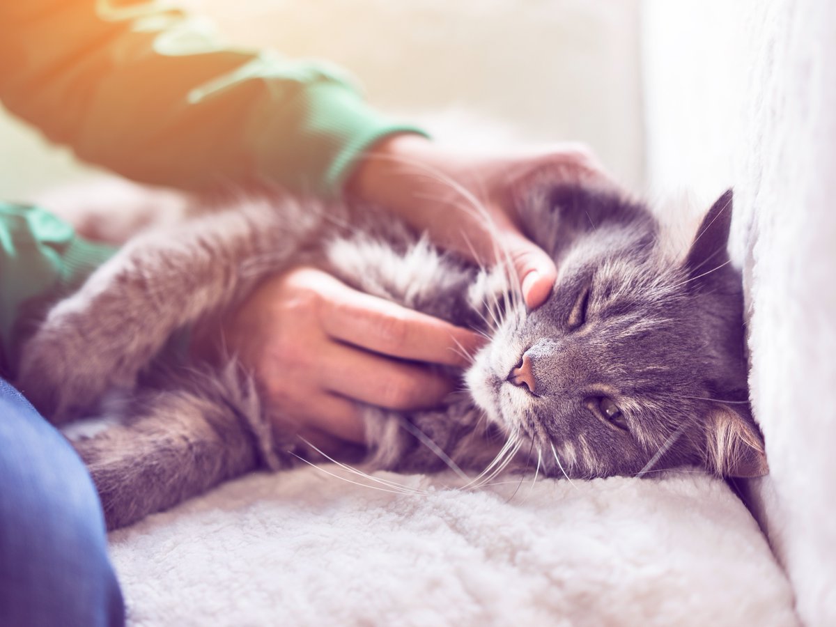 VitaPaws's tweet photo. It's the 2nd week of #HappyCatMonth and this week we are looking at good dental care for your cats. Learn why it is essential to pay attention to dental health.....

🐱 

https://t.co/nU5UBtmMmK https://t.co/VQwyXLc5Q7