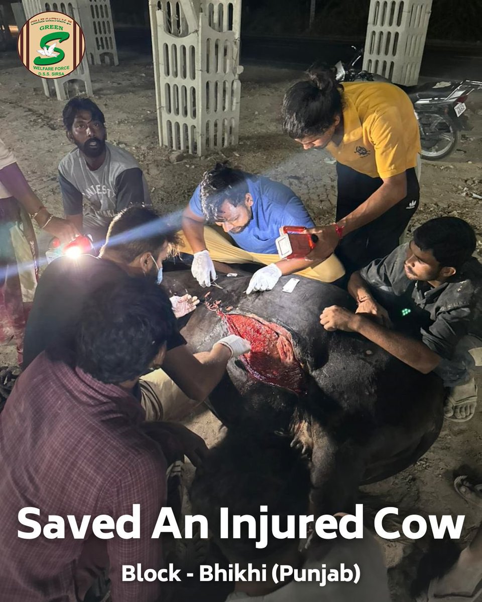 GreenSwelfares's tweet photo. Salute to the compassionate Shah Satnam Ji Green 'S' Welfare Force Wing volunteers in Bhikhi, Punjab, for their quick action in saving an injured cow🐄and providing much-needed medical care. Their dedication to #AnimalWelfare is truly commendable. #MedicalAid 🏥 #DeraSachaSauda https://t.co/7Ng3cS7ILK
