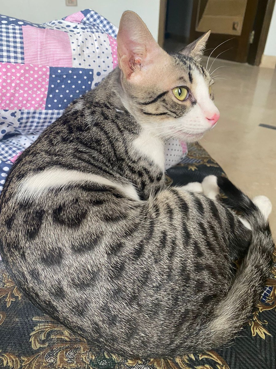 Hello beautiful people,

My friend has lost two beloved fur babies this morning at 'Inara Garden Scheme 33 Karachi'

If you're in that area or can find any information, please please please reach out.

Let's come together to help reunite them.

#LostCats #LostCat #Karachi