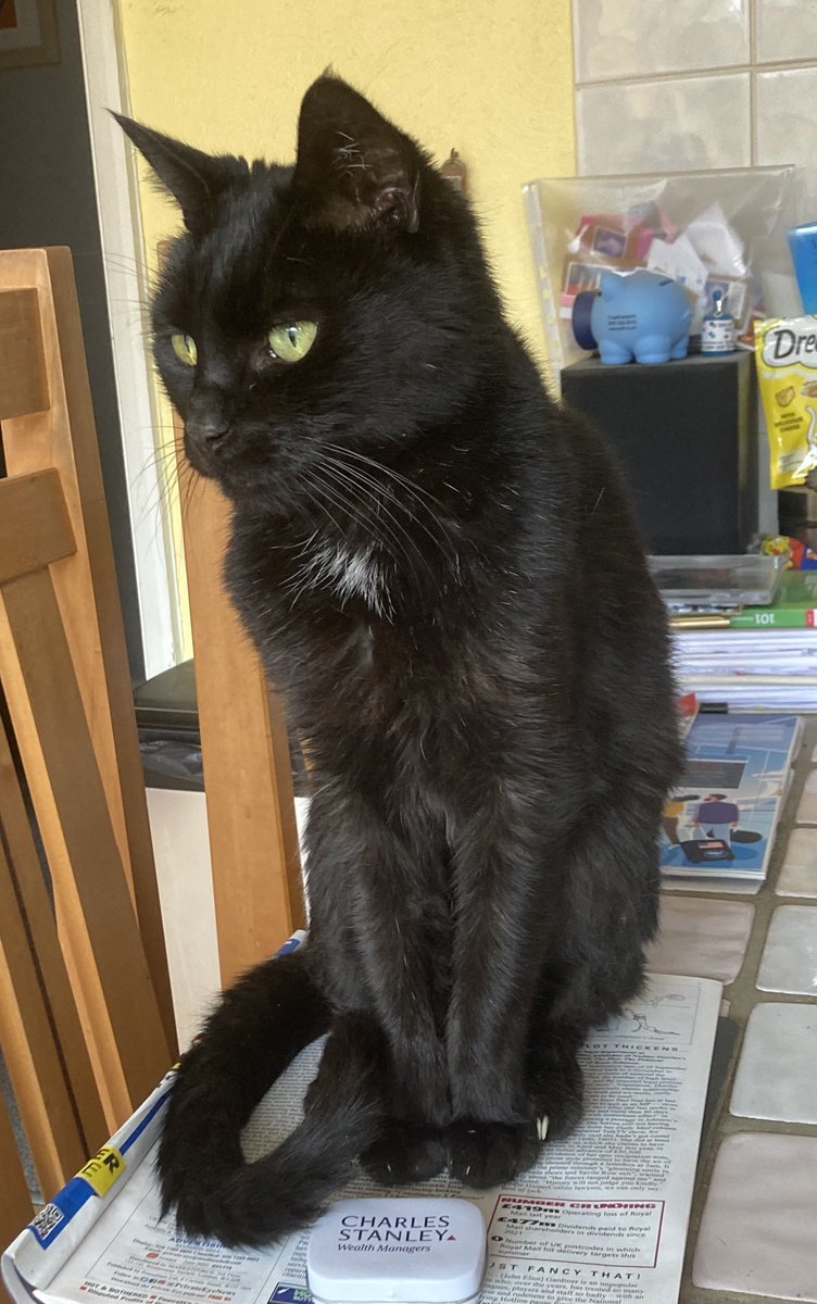 davidsupercat's tweet photo. BooBoo actually seems to be in a good mood this morning, insomuch as he’s not glaring at me with his evil eye 🧿 👿. #teambooboo https://t.co/aUnKYPZJPr