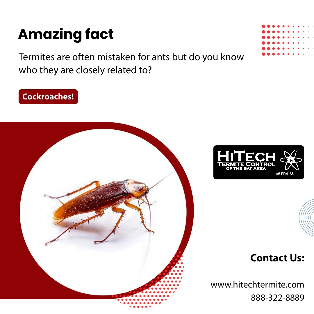Hitech_Termite's tweet photo. Termites are often mistaken for ants but do you know who they are closely related to? Cockroaches!
#termites #termitecontrol #termitespecialist #termiteservices #termiteswarm #termitetreatment #termiteinspection #termitedamage #termiteinspector #termitecompany #cockroaches https://t.co/xUrjN40BYZ