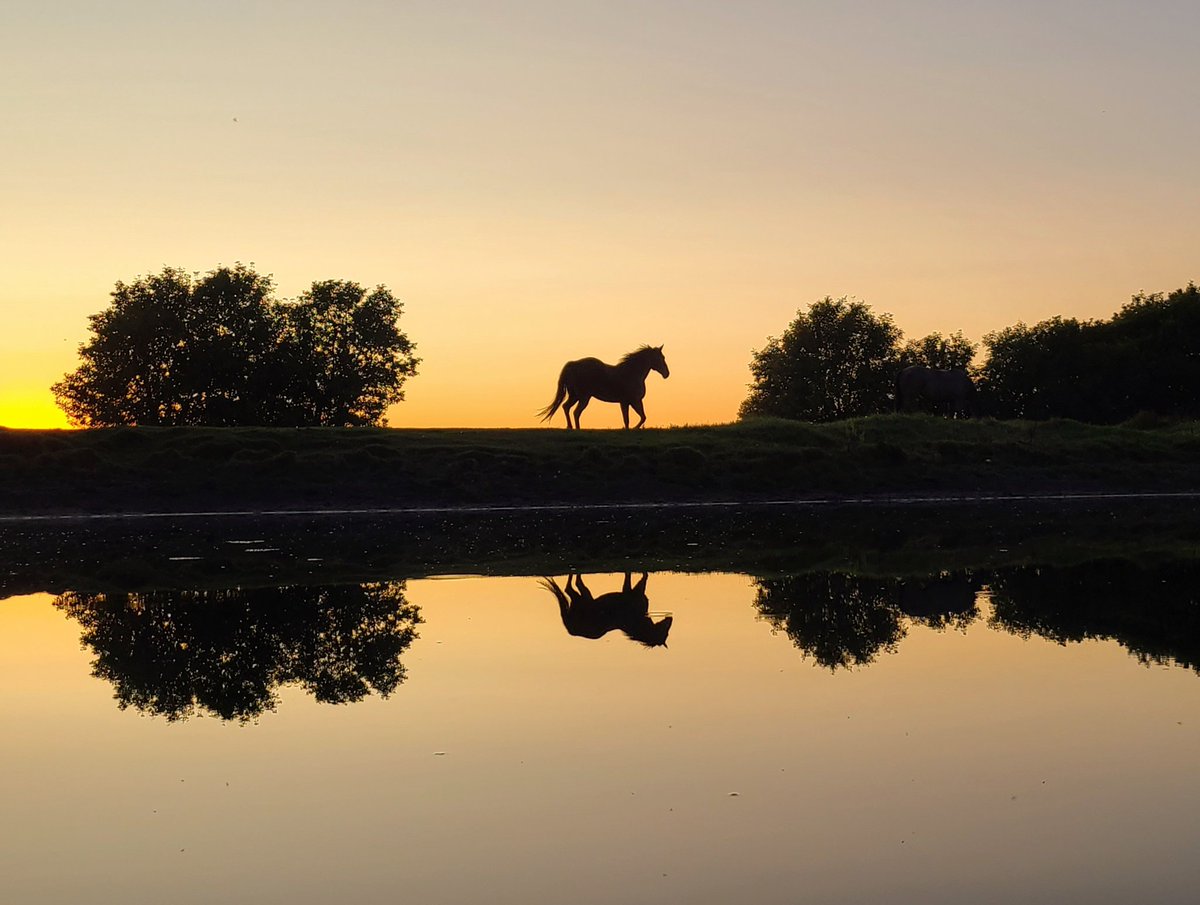 JBMEquiFarms's tweet photo. Just perfect 🥰 
#CharlieBear 🐻 
#horses #mbwx #reflections #silhouette #sunset #Manitoba #horsefarm #peaceful https://t.co/wrBTRa9axN