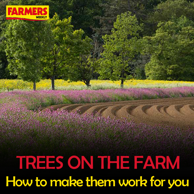 FarmersWeekly's tweet photo. 🌳🌲 In this session, we will be examining the options for woodland and tree planting on farms and to make them work for you...

🗓️ Thursday, 21st September.