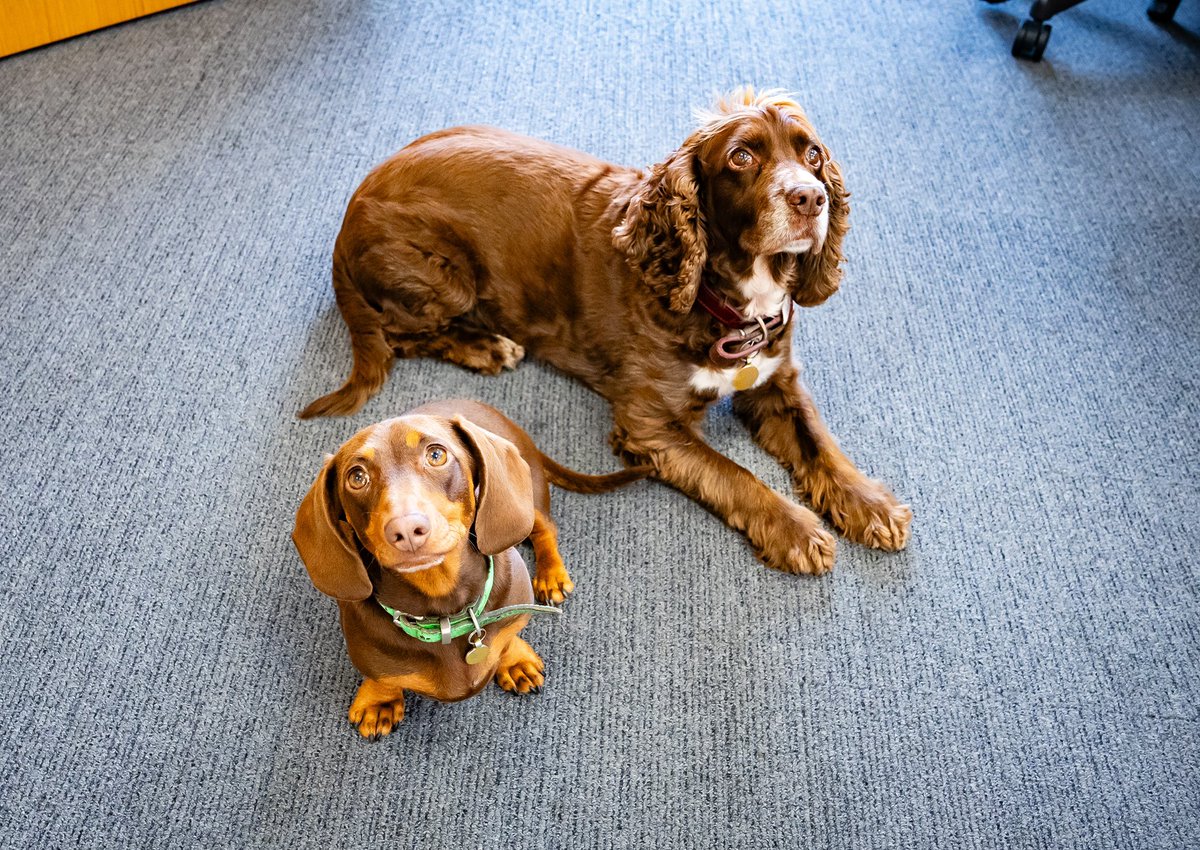 You know it’s going to be a good day when you’re greeted by these cuties in the office🐶