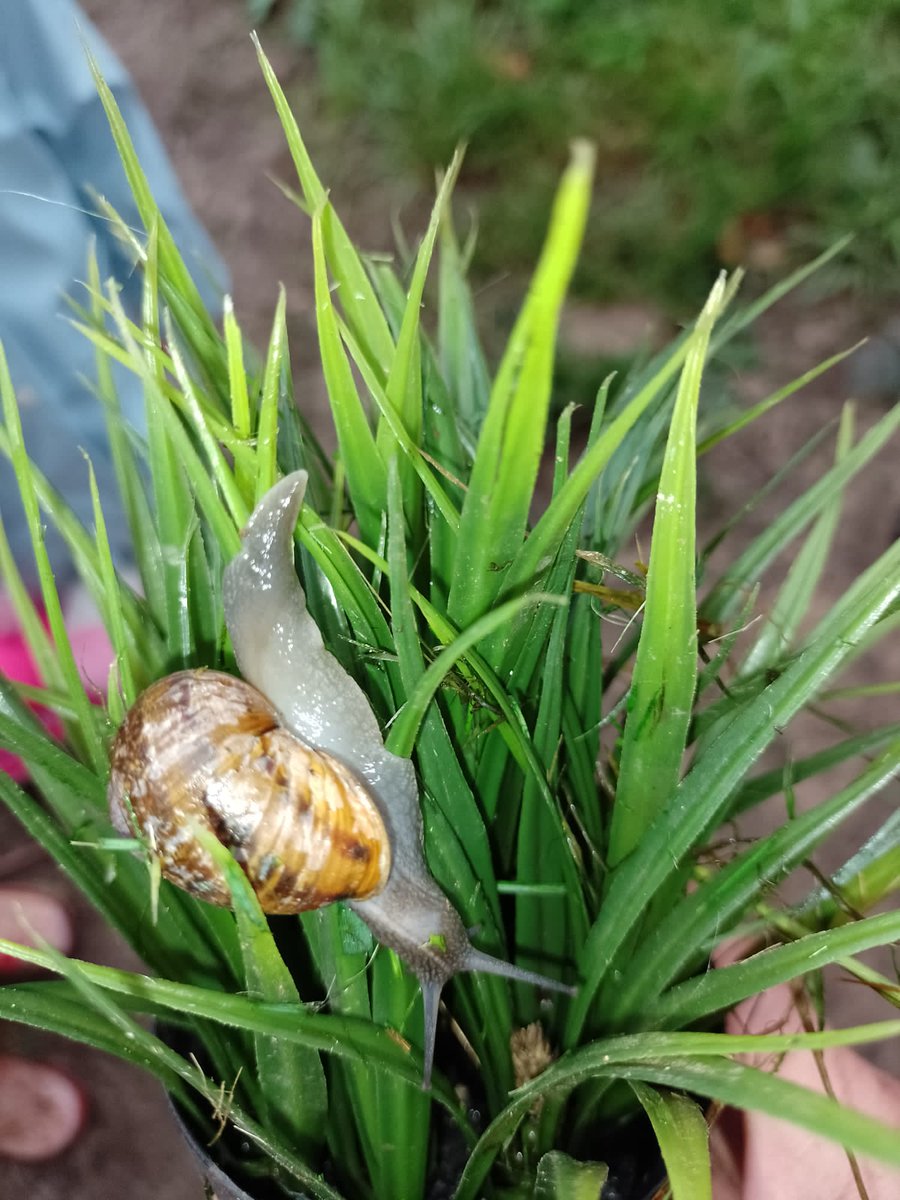 tiddlers1's tweet photo. Ch. planted germinated apple pips saved from their snack in July, they're fascinated with finding seeds in their fruit "can we grow them?" The ch noticed a spider web on one of our apple trees sparking a search for the spider, no spider but a beautiful snail! #linkalwayslink https://t.co/rHT9Hu5fAE