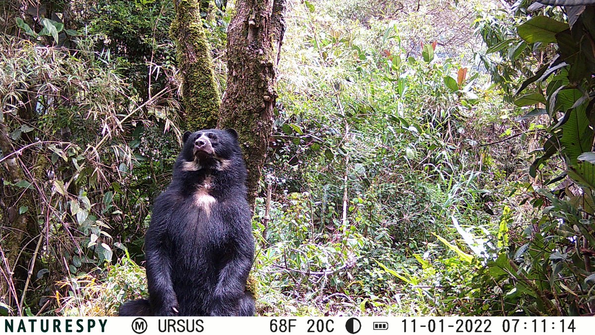 rainforestconce's tweet photo. One of our new @naturespy camera traps captured this set of photos of an Andean bear having a good scratch at the Neblina Reserve, Ecuador. We love it!

Camera traps are an invaluable tool for us, helping us to better understand our projects and the animals that live within them https://t.co/UEKbfIsO6L