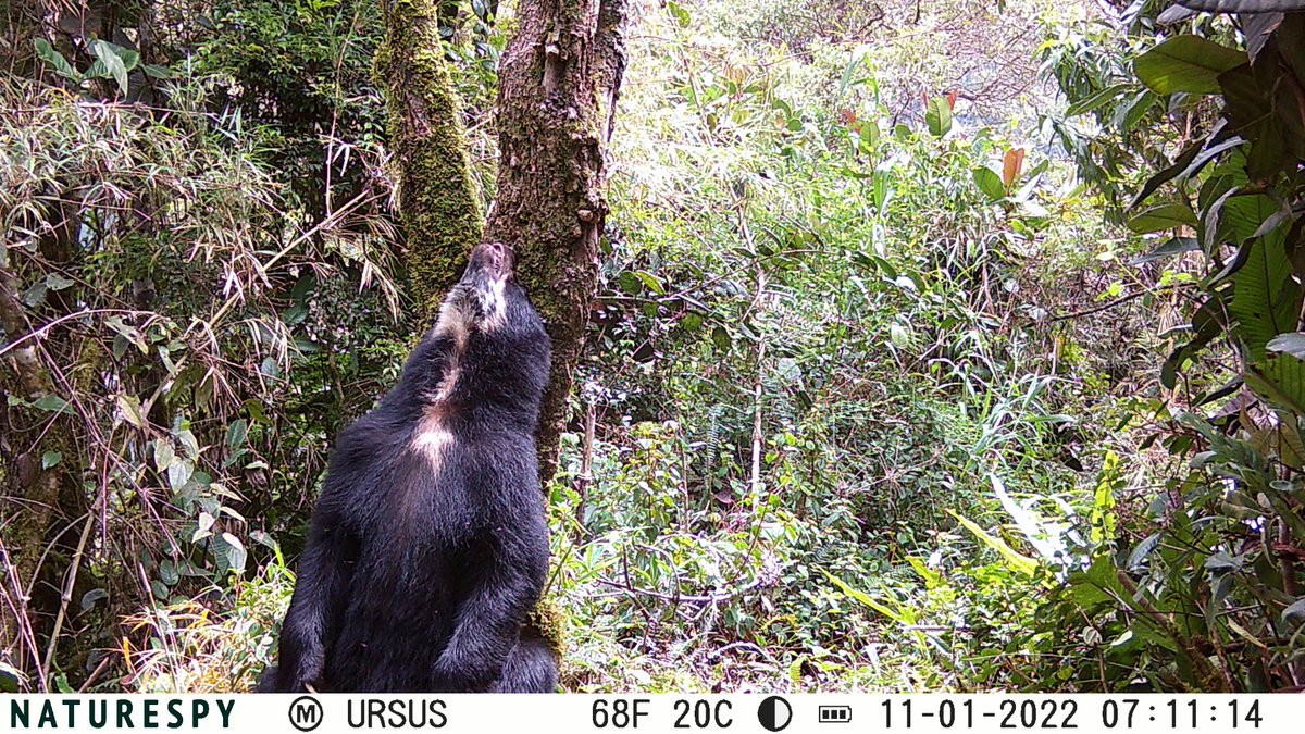 One of our new @naturespy camera traps captured this set of photos of an Andean bear having a good scratch at the Neblina Reserve, Ecuador. We love it! Camera traps are an invaluable tool for us, helping us to better understand our projects and the animals that live within them