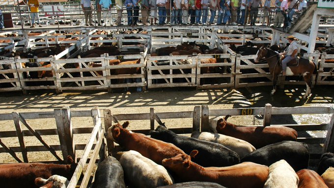 misionesptodos's tweet photo. Mercado de Hacienda: las vacas se mudaron de Mataderos, pero el predio quedó contaminado y nadie se hace cargo 
https://t.co/xNtHPDJrvj
#MisionesParaTodos #MercadoDeHacienda #MercadoDeLiniers https://t.co/Gru4klbaun