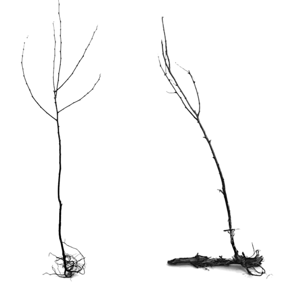 XBottler's tweet photo. Both sexual and clonal reproduction contribute to the black locust's spreading at a  fine scale in invaded sites. (Robina pseudoacacia)
https://t.co/JhoFkG6pZM https://t.co/fPUcIIHTN6