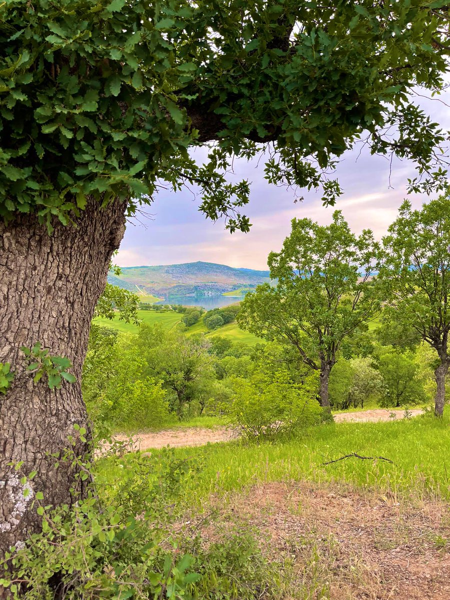 I love nature  💚 🍀 🌳
#thicktrunktuesday #tree #trees #treepeople #TreeClub #nature #tuesdaymotivations #TuesdayFeeling #TuesdayMotivaton #photographer #beautiful #MyPhoto #landscape #landscapephotography #hikingadventures #hiking #trekking #TreeTrunkTuesday #NaturePhotography