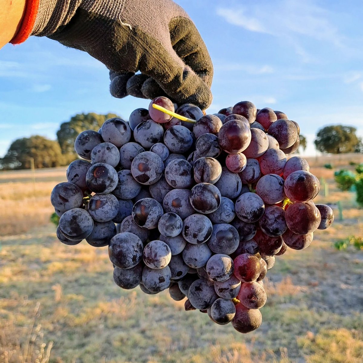 juntoalmonte's tweet photo. Muy contentos con el estado sanitario de nuestras uvas. 🙂
La garnacha presentaba una buena maduración e incluso algunos granos habían comenzado a pasificarse.
La jaén podría haber aguantado algo más, pero decidimos vendimiarla al mismo tiempo para aportar algo más de acidez. https://t.co/GZSNYJSHK1