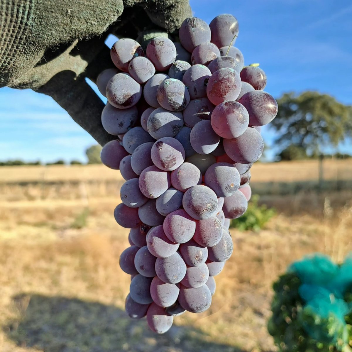 juntoalmonte's tweet photo. Muy contentos con el estado sanitario de nuestras uvas. 🙂
La garnacha presentaba una buena maduración e incluso algunos granos habían comenzado a pasificarse.
La jaén podría haber aguantado algo más, pero decidimos vendimiarla al mismo tiempo para aportar algo más de acidez. https://t.co/GZSNYJSHK1