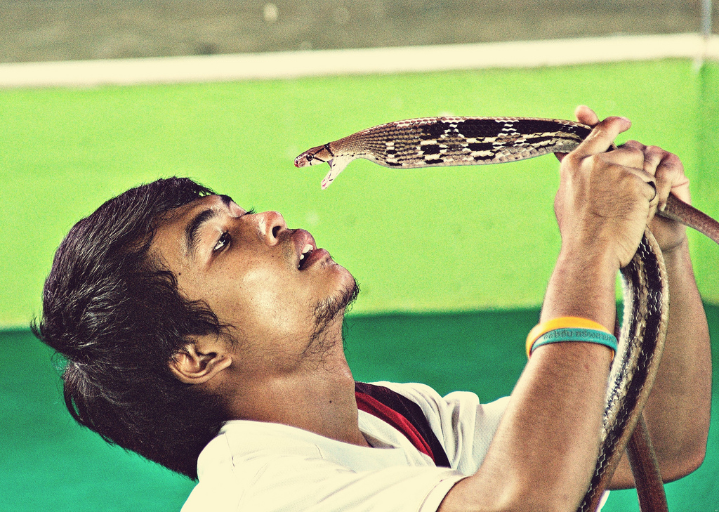 RocketBirdTrave's tweet image. Enjoy your stay in Phuket and Explore this amazing combo tours.
#ELEPHANTTREKKINGTOUR🐘🐘
#MONKEYSHOW🙈, 🙉, 🙊
#SNAKESHOW 🐍 🐍
Enjoy wonderful Elephant Trek tour at Safari Camp
enjoy your next stop with Thailand’s wildlife with monkeys
learn about diffident kinds of snakes