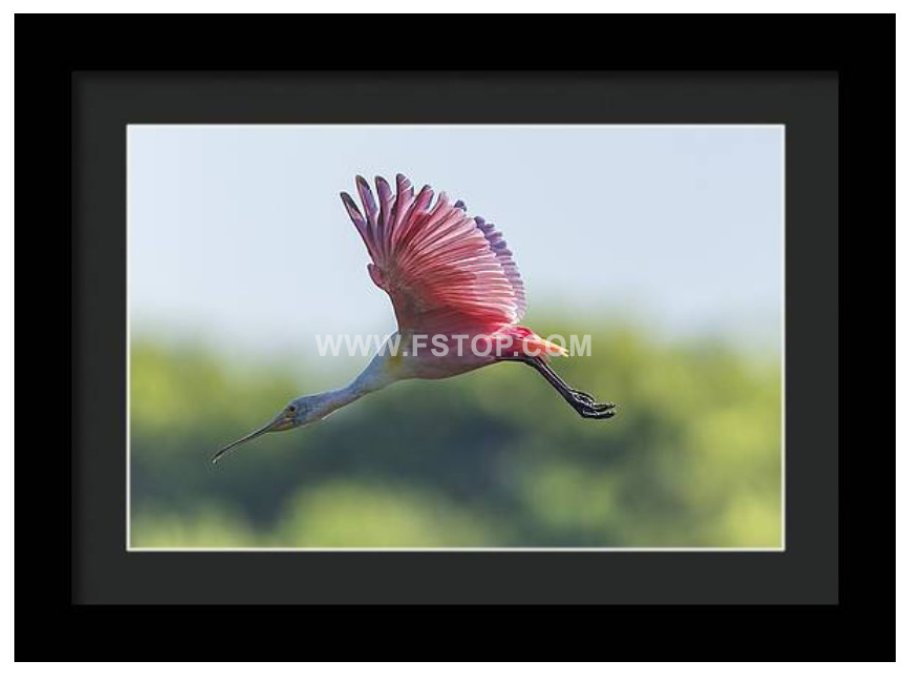 Roseate Spoonbill in Flight!

fineartamerica.com/featured/1-ros…

#wildvisiondotcom
#puttaswamyravishankar
#perfectgift #ಪುರಶಂ #fstopdotcom #bangaloredotcom #nature #naturephotography #BuyIntoArt  #AYearForArt #Art #cosmictouchdotcom #visualrhythmcampus