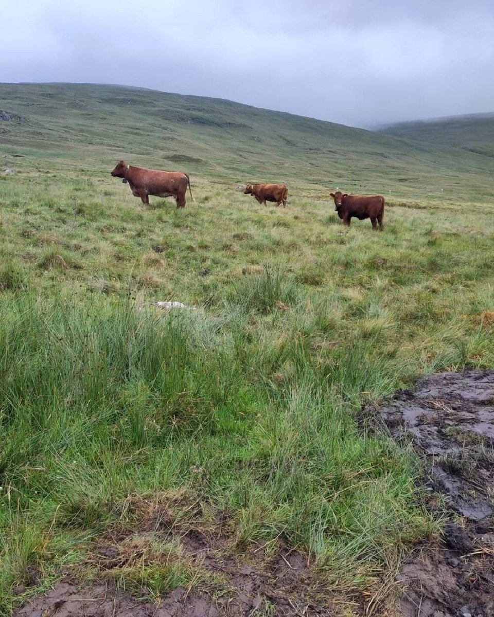 A herd of pedigree cattle has temporarily joined the team at Ben Lawers National Nature Reserve, as part of a trial project to improve the habitats and biodiversity of this important landscape. > brnw.ch/21wCuGA #ForTheLoveOfScotland