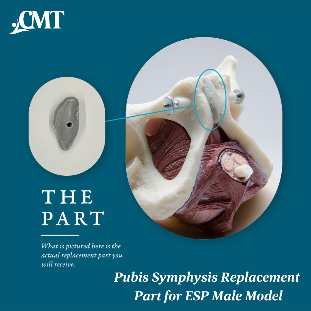 CurrentMedTech's tweet image. We now have replacement parts available, including the Pubic Symphysis Replacement Part for ESP Male Model.

Shop now at: cmtmedical.com/product-catego…

 #CMT #replacementparts #educationalmodel #pelvicfloortherapy #pelvicfloorphysicaltherapy