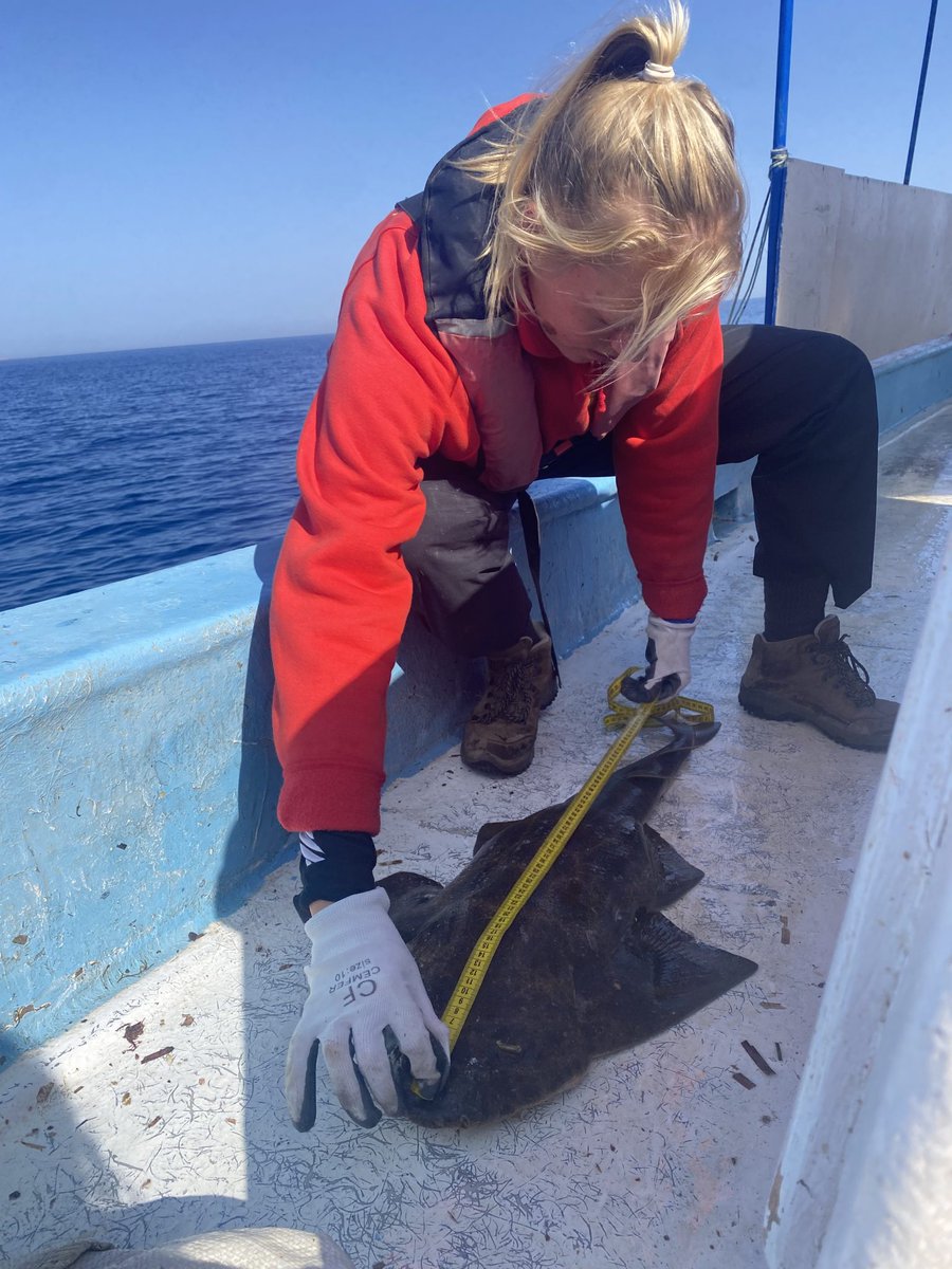 An #InterviewwithWiseOceans returns!

Our popular written #blog features interviews with a range of #marine #conservation professionals. This week features a special guest, our very own Academy Coordinator Martha!

Read more: wiseoceans.com/an-interview-w…

#wiseoceans #careers #advice