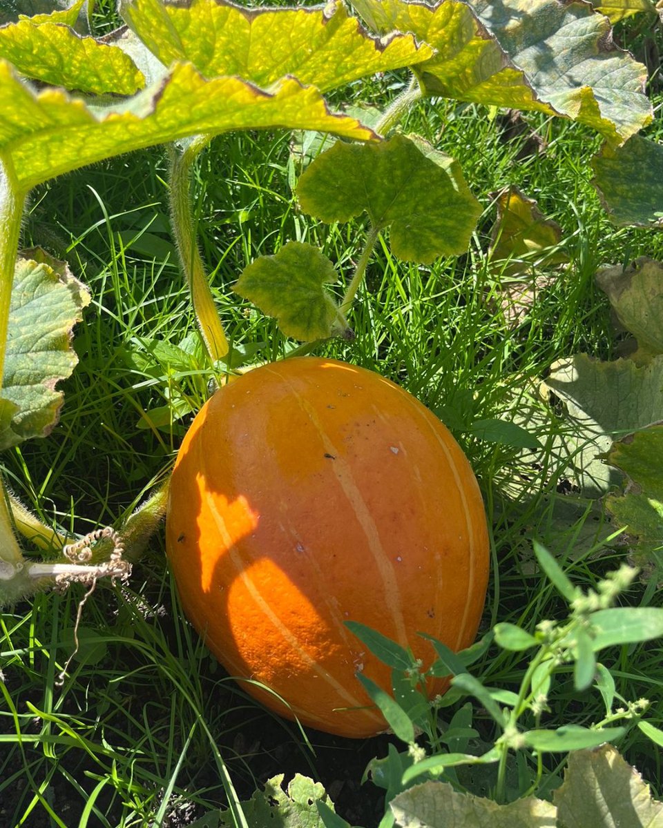 We have pumpkins 🎃 160 of them, in fact!

The organic fruit (Google it if you don't believe us) will be a key ingredient in some tasty soups, stews and spiced pumpkin muffins 😋

Stay tuned for more #OrganicSeptember updates 🍂