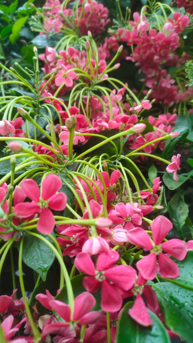 alka_d's tweet photo. #Natured #nature . @mridulablog 's backyard. https://t.co/vIQGrU9qSy