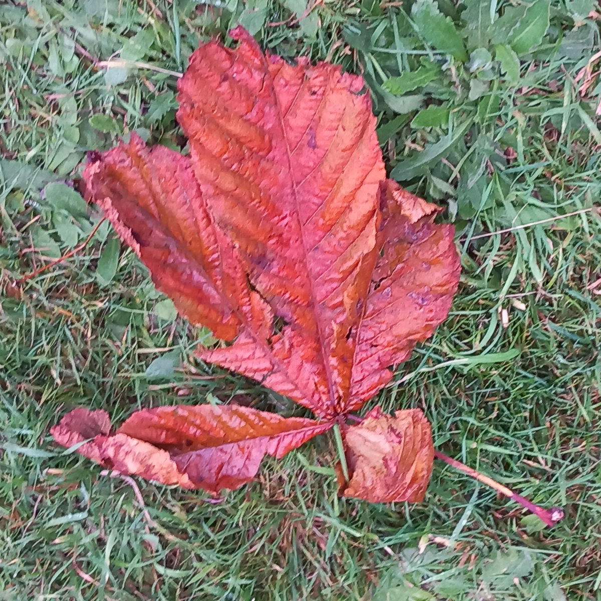 @CAYMUSOCAUGHEY 🐦 

Fallen Leaf

#Autumn #Fall #AutumnIsComing #AutumnOfTwitter #Leaf #Leaves #ChestnutTree #HorseChestnut #AutumnLeaf #AutumnLeaves #Grass #MagicWoods #WoodlandWalks #LittleThingsMatter