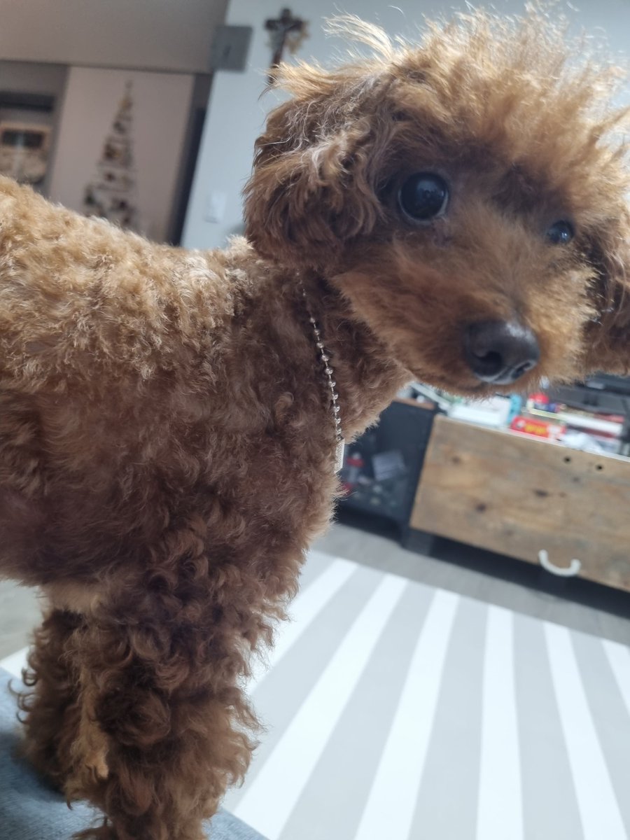 딸내미가 초코볼 세개라고 부르고 있다