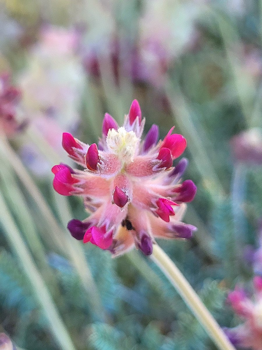 Astragalus cephalanthus
Fabaceae
Sepidan, Fars, Iran
March 2022
Altitude 2300m
There are more than 800 Astragalus species in the flora of Iran