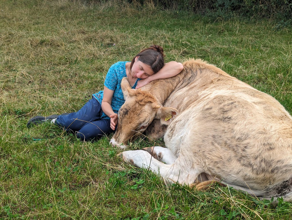 ahimsamilk's tweet photo. Carlo is the perfect companion for a little relaxation during the day. He smells of grass and milk, he is soft and his calm breathing allows you to really relax deeply. https://t.co/vRxbaGuNOI