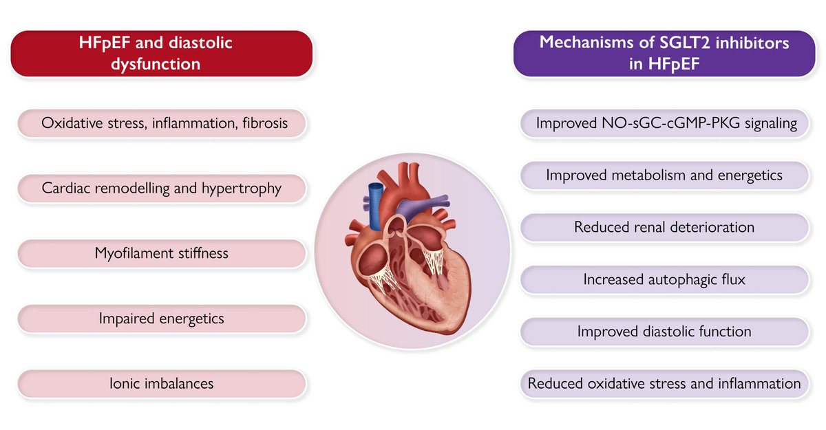 The sodium-glucose cotransporter2 inhibitors are robust, disease-modifying therapies in heart failure with preserved ejection fraction. Discover the mechanisms of benefits of #SGLT2 in #HF with preserved EF in #EHJ doi.org/10.1093/eurhea…
