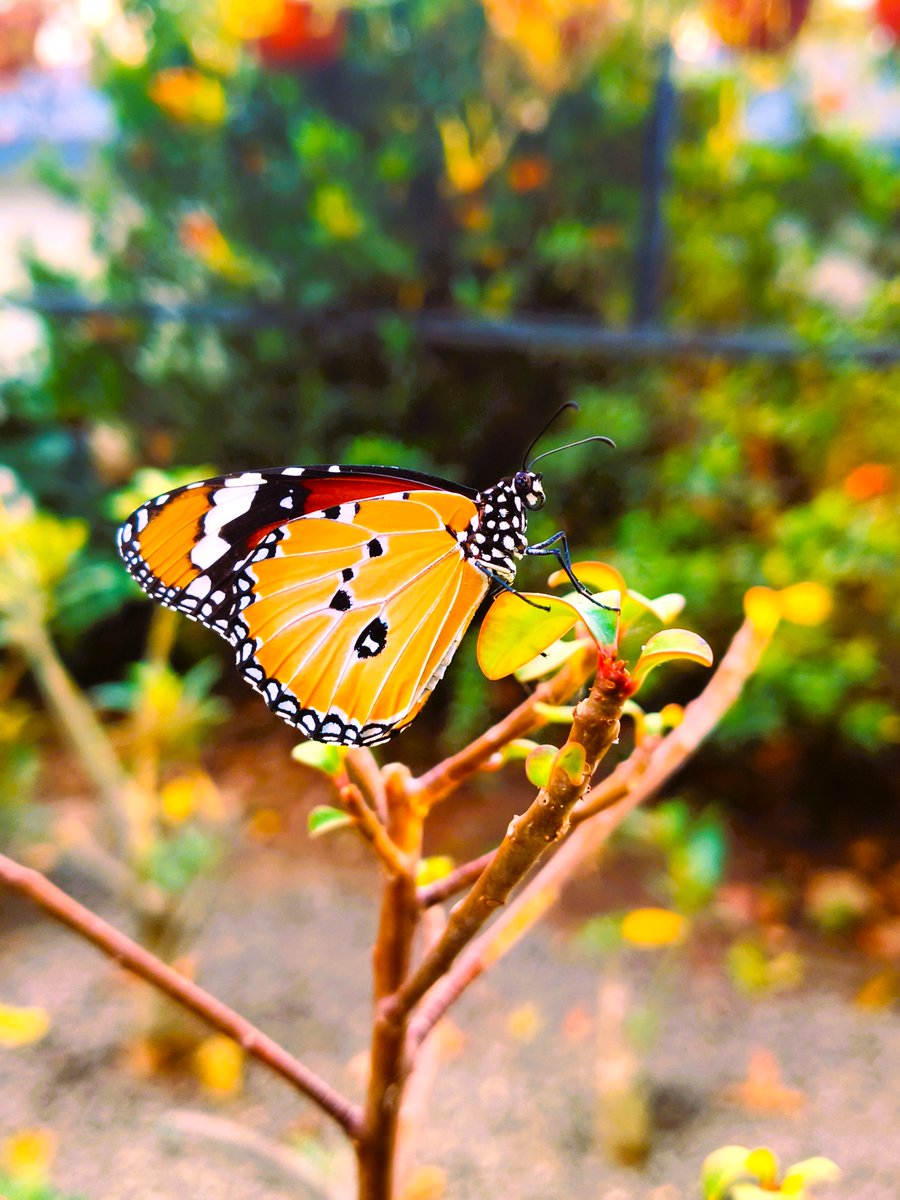 sampresentsyou's tweet photo. Plain Tiger 🧡
#butterfly #plaintiger #photography #sampresentsyou https://t.co/kJwDLToGdB