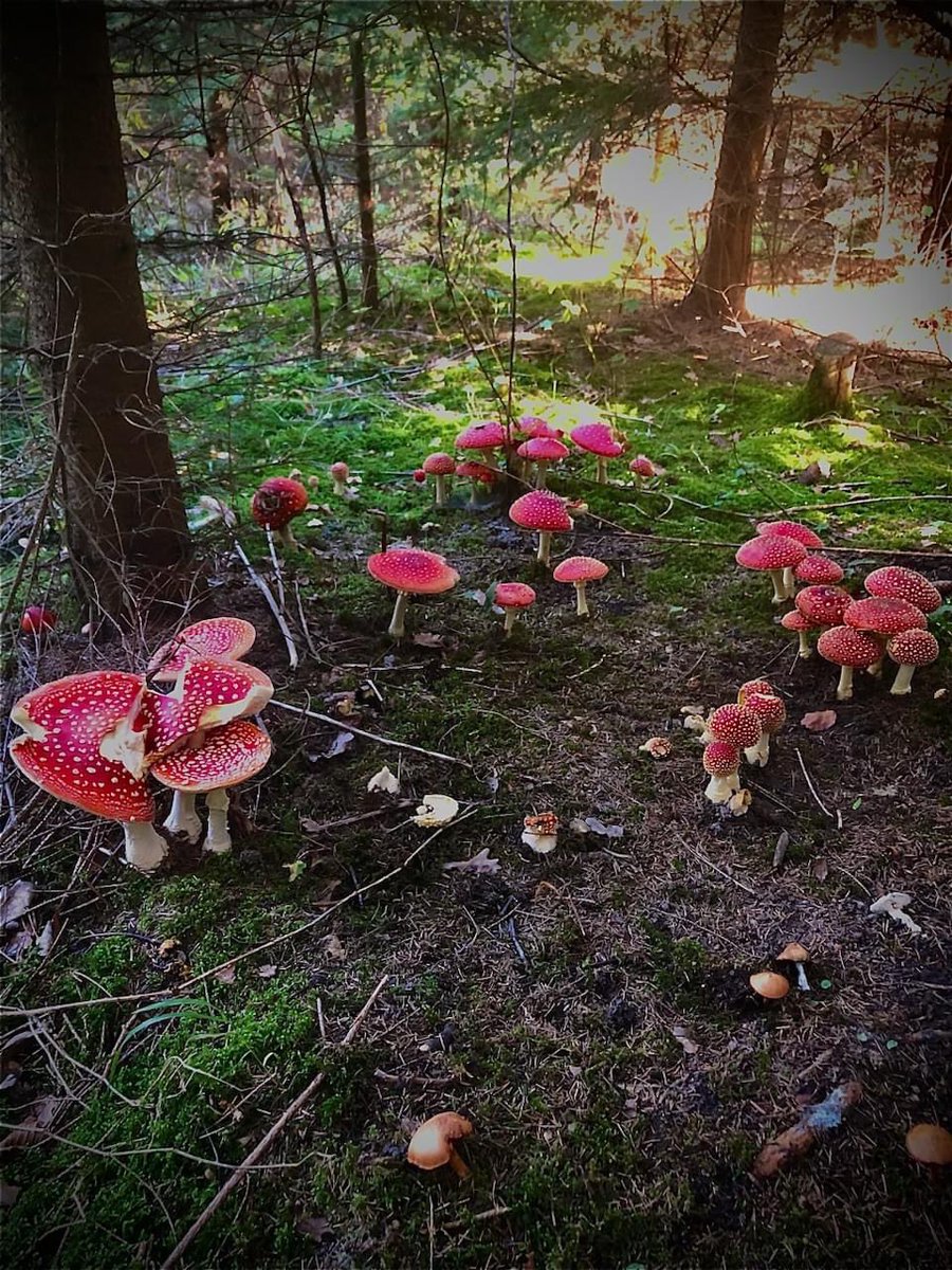 MuugMN's tweet image. Улбар ялхор Amanita muscaria - үлгэрийн ой шиг л…

Чех улс