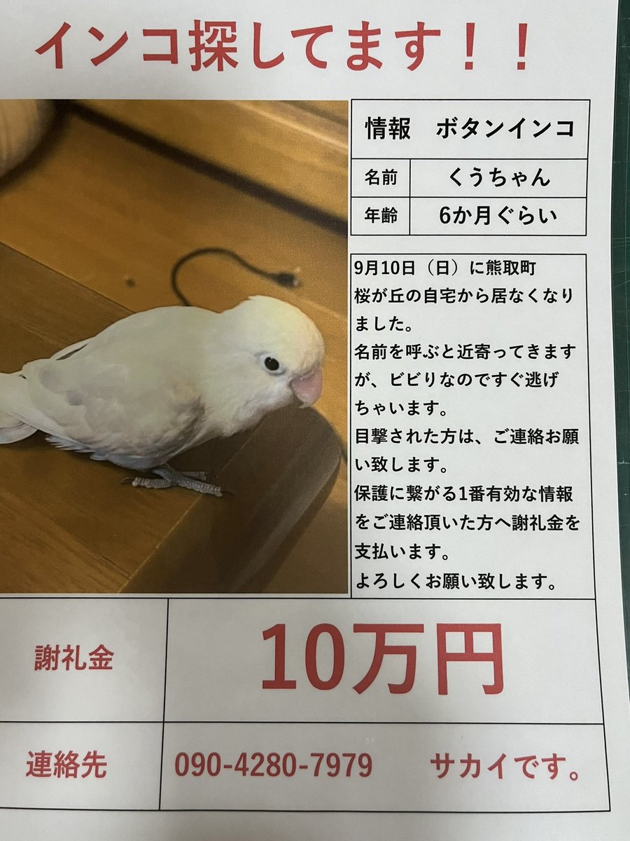 honmabakabakka's tweet photo. インコを探してます！

大阪府の方、間違いでも良いので
何か情報がありましたらご連絡お願いします。
#インコ #インコ迷子 #インコ保護
#拡散希望 #迷い鳥 #保護鳥
#ボタンインコ https://t.co/6a7WiDTEdK