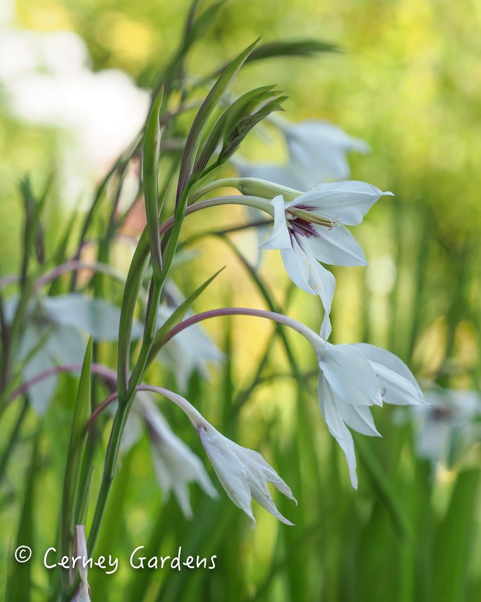 That’s better, a little drink for the late Summer flowers today 🤗🪴
#cerneygardens #greatbritishgardens
<a href="/BritishGardens/">GreatBritishGardens</a>