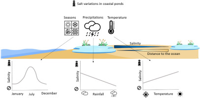 How does salinity vary in coastal wetlands 🧂🏖️? We investigated spatial variations and effects of #climate, extreme weather events, and sea-water level in our new article just published in Environmental Research
<a href="/Ecophy_CEBC/">Ecophy</a> <a href="/CEBC_ChizeLab/">CEBC/ChizéLab</a>
<a href="/UnivLaRochelle/">La Rochelle Université</a>
authors.elsevier.com/a/1hgFI3Ao63gx5