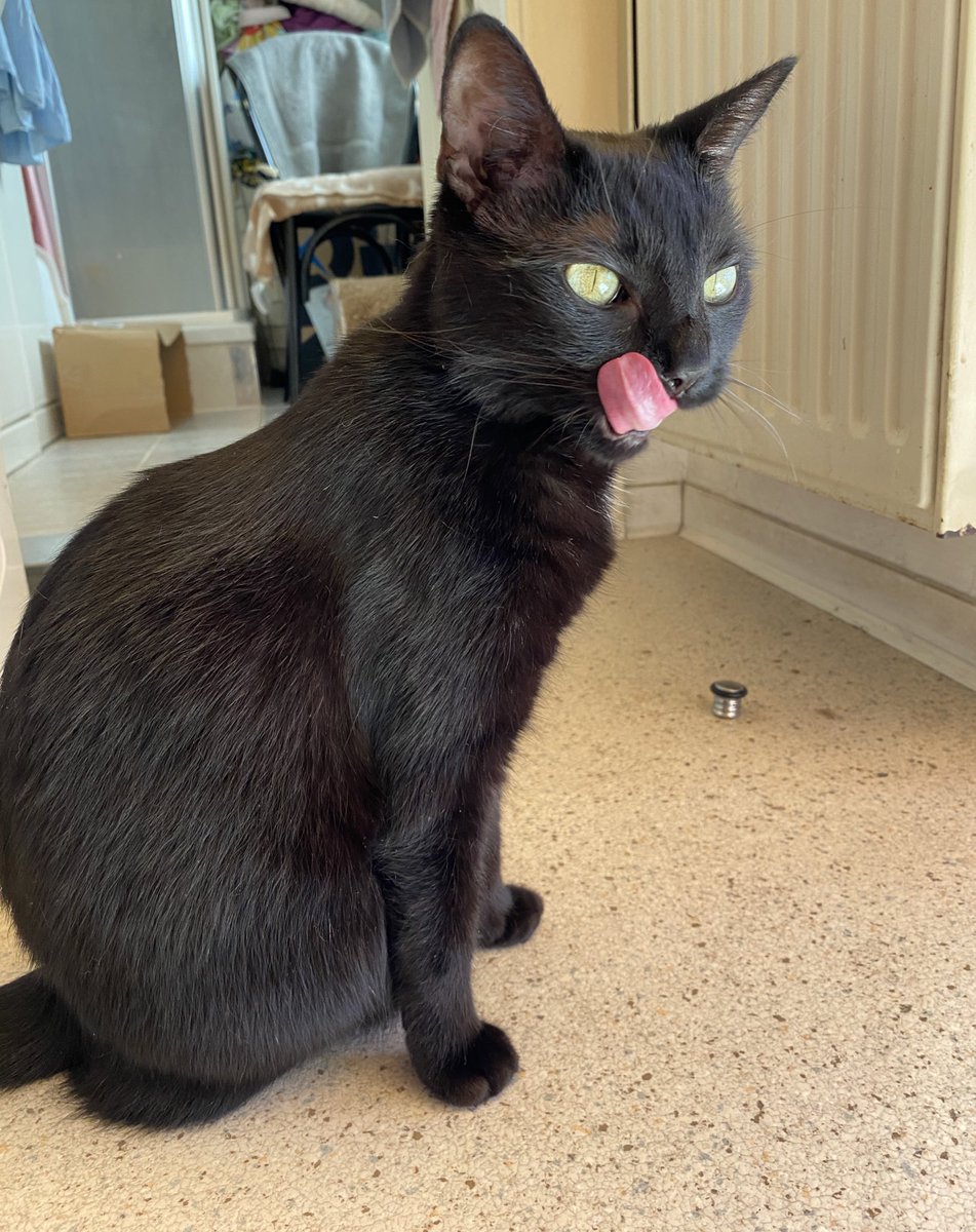 #tongueouttuesday with Lisa 🐈‍⬛🩷🩷🩷🩷 #cats #cat #catsoftwitter #twittercats #xcats #catsofx #blackcats #BlackCatsofTwitter #blackcatsofx #kitty #panfur