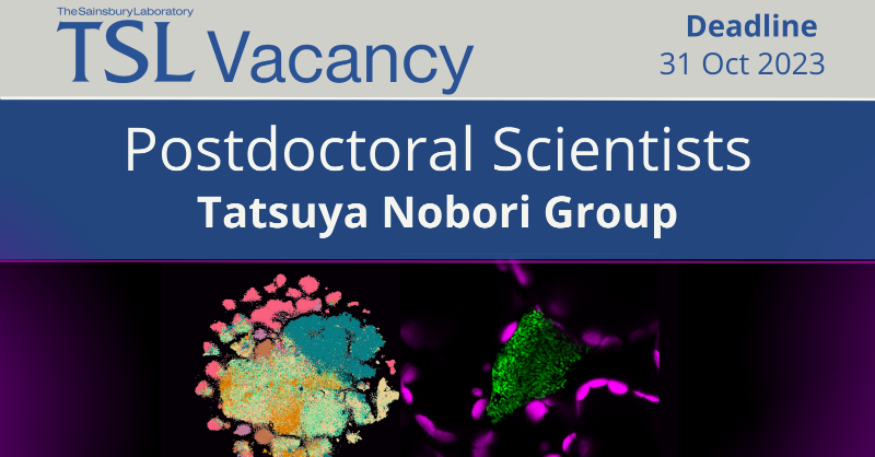 TheSainsburyLab's tweet photo. 📣VACANCY: Join an exciting new research group with Tatsuya Nobori @nobolly
Advance cutting-edge technologies to explore fundamental principles underlying plant-microbe interactions at the single-cell & spatial level
📍Norwich, UK
£36,333 - 43,155
#postdocjobs #postdocvacancies