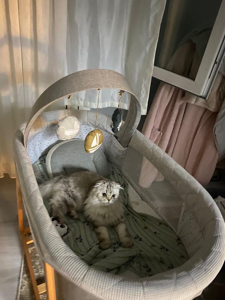 Hikaye aynı, bebek oldu kediler dışarı ! 
Şuan korumaya alındılar. Tekir 8 yaşında ve kısır dişi. Scottish 22 aylık  dişi  kısır değil. 

Çipli değiller! 
 
Esenyurt / Turgut Özal caddesi 
Torium avm arkası 
İletişim : Hazal +90 533 026 41 52