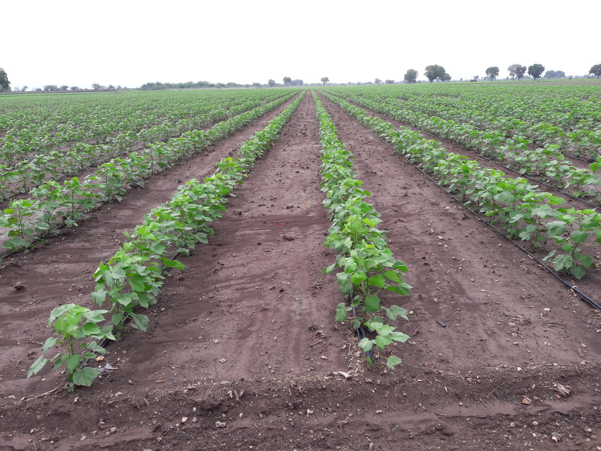 DRIP IRRIGATION IN COTTON CROP 
@AjitJisl
@abhedya_  
@JainIrrigation
#JainDrip #AgTech #JainIrrigation #Drip #Irrigation #MoreCropPerDrop #JISL #COTTON