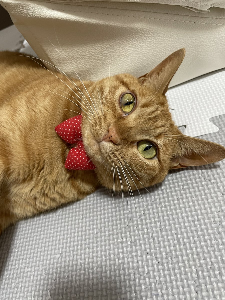 aya811s's tweet photo. 年に一回のお風呂🧼
①まずはブラッシングして油断させて
②このご機嫌顔
③洗われて怒ってる
④ふわっふわいい匂い♡🐈
よくがんばりました！！
#猫　#保護猫　#愛猫　#あやちゃん #猫好きさんと繋がりたい　#茶トラ #お風呂 https://t.co/szNwTypIaO