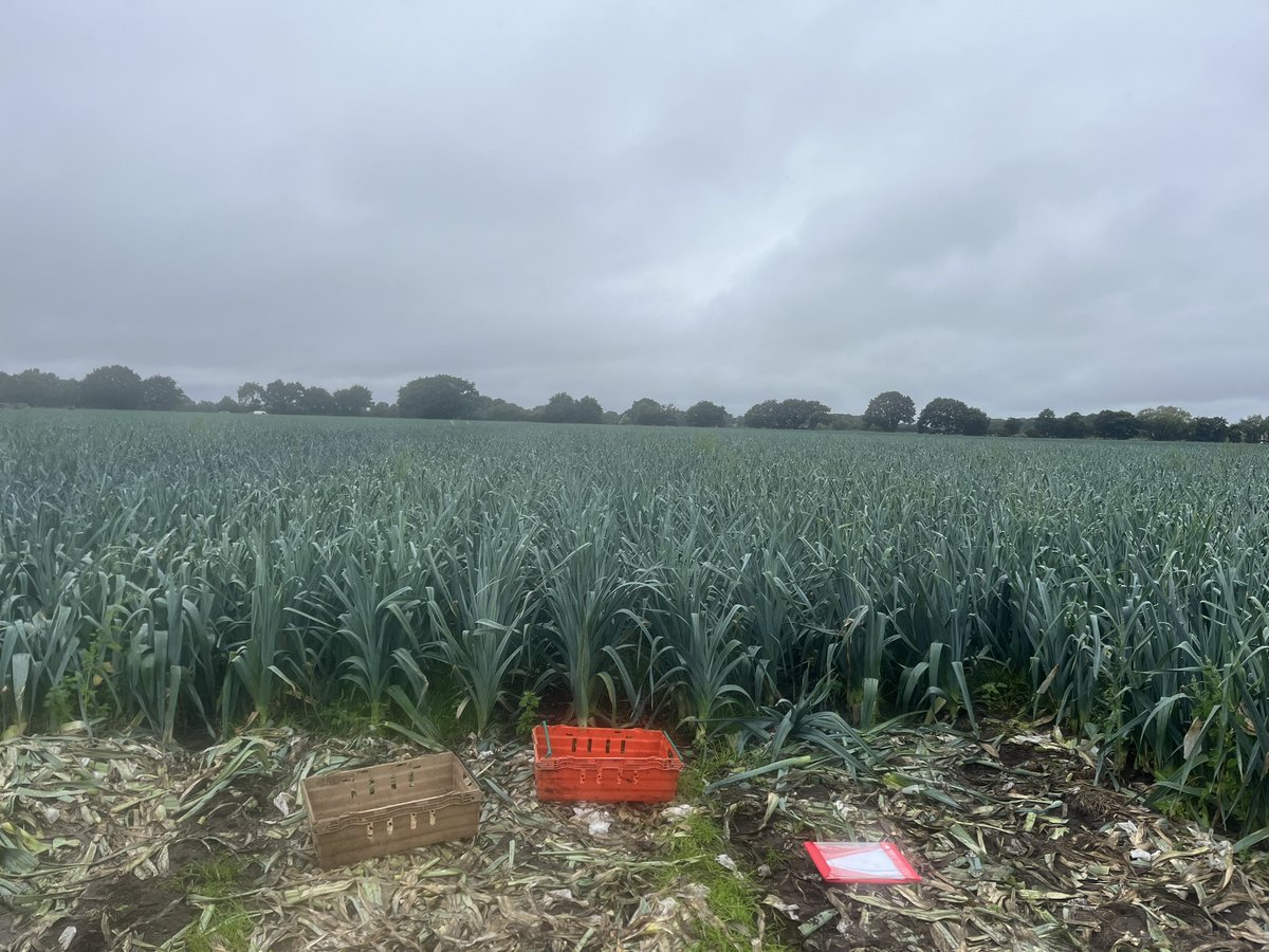Claire Taylor (@clairemich89) on Twitter photo It wouldn’t be a Leek Trial without the rain! Great to have our Bejo Collegues with us. Great trial with some promising crosses coming through 👍 <a href="/Elsomsseeds/">Elsoms Seeds</a> <a href="/BejoBenelux/">Bejo Benelux</a> It wouldn’t be a Leek Trial without the rain! Great to have our Bejo Collegues with us. Great trial with some promising crosses coming through 👍 <a href="/Elsomsseeds/">Elsoms Seeds</a> <a href="/BejoBenelux/">Bejo Benelux</a>