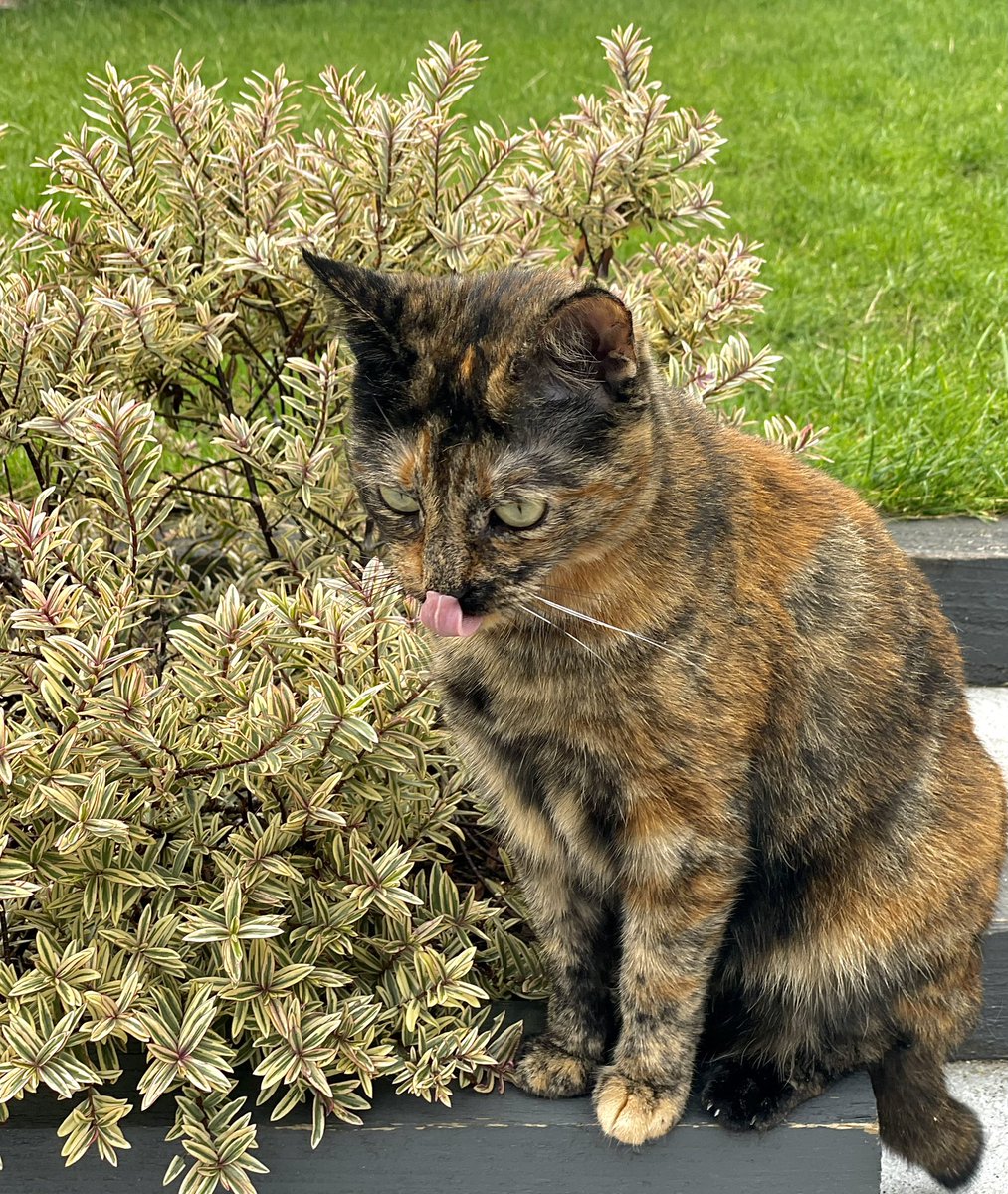 Happy #TongueOutTuesday frens! 😸Hope everyone has a fabulous day. 😽 #Cats #CatContent #CatsOfX #CatsOfTwitter #CatsOfInstagram #AdoptDontShop