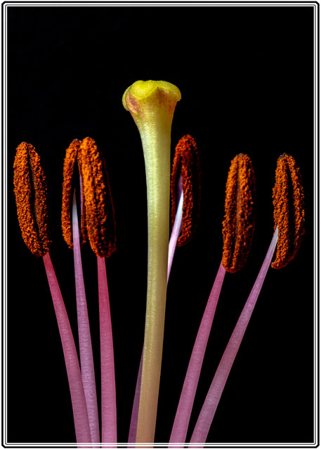 photos_dsmith's tweet photo. The #stamen of a #lily #flower shot in the @photos_dsmith #studio lit using @UKNikon #speedlights the #vibrant #colours and strong #scent of the #flower are very #attractive. #macrophotography #macro #photography. #photographer from #Cheshire in the #northwest of #England https://t.co/uz5Z2qxXCU