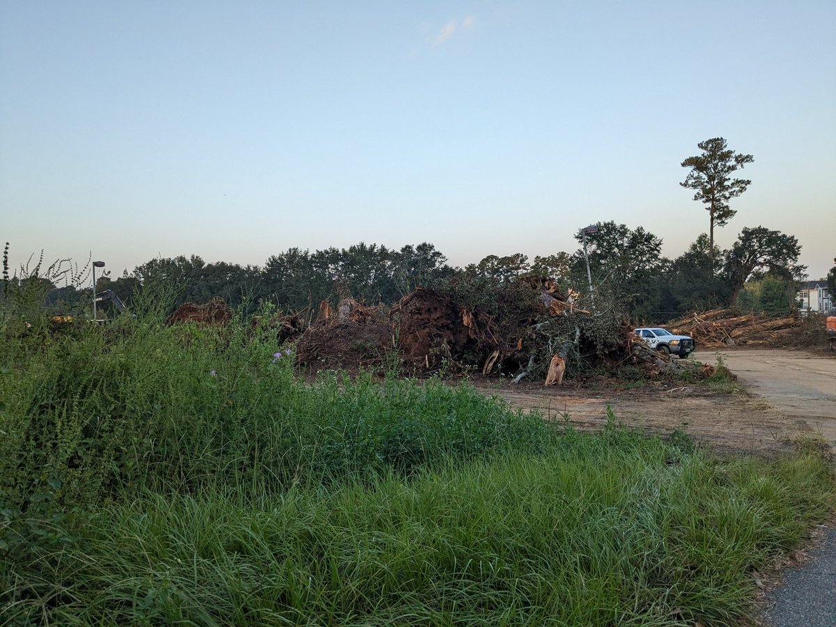 olmozavala's tweet photo. @elonmusk do we really need to remove every single tree to make a  @Tesla dealership? https://t.co/XbhYND3EvF