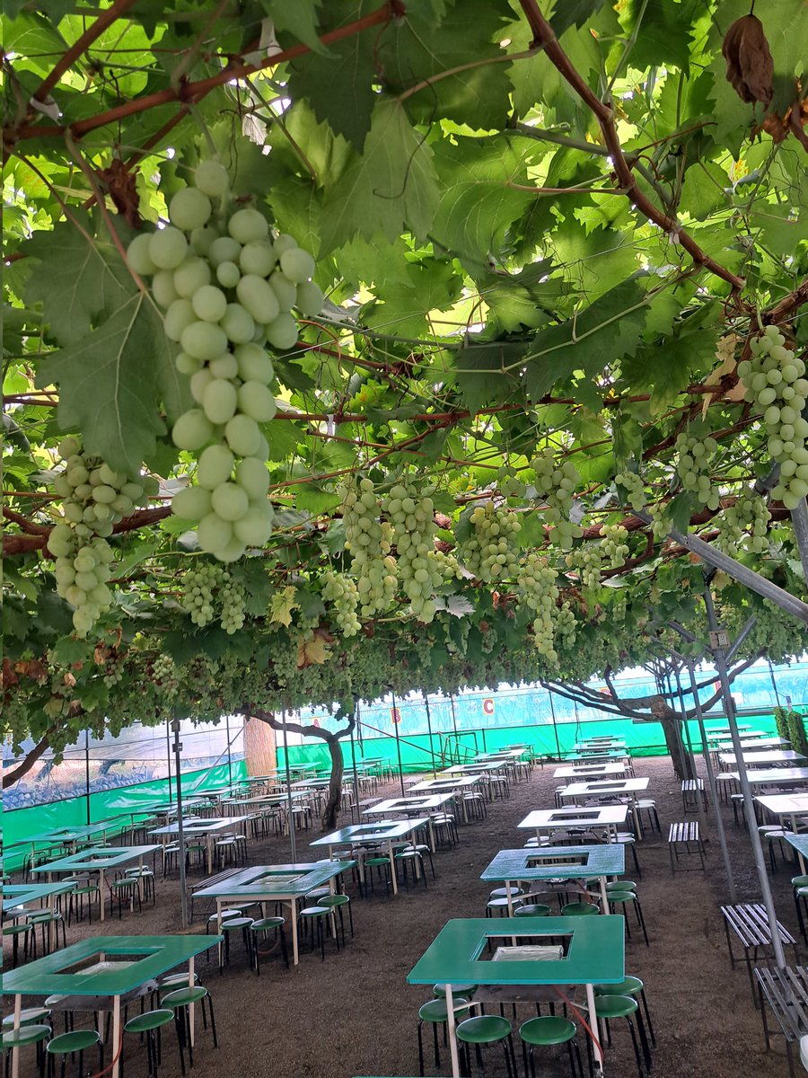 tokuyama0130's tweet photo. おもひで。
思ってた数十倍🍇美味しかったけど、暑かったなぁ(笑)

ヤンキー狩…ぶどう狩り！ https://t.co/SnslWBPREU