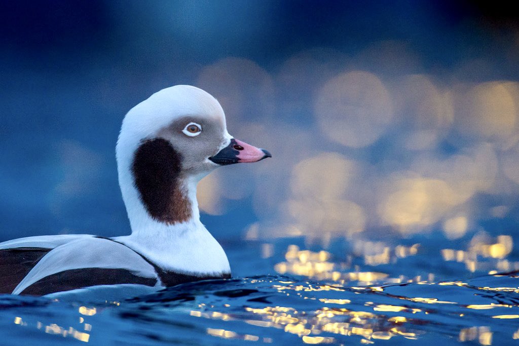 Brydon Thomason tweet media