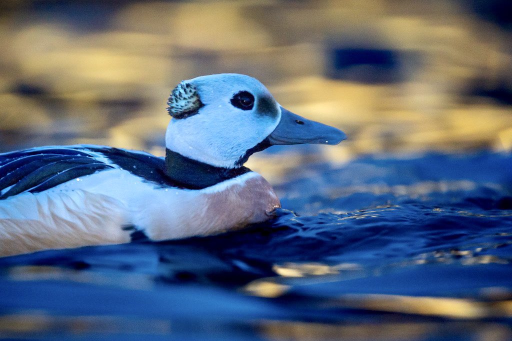 Brydon Thomason tweet media